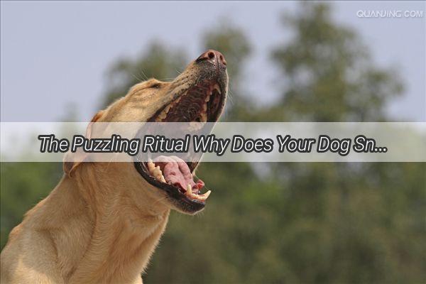 The Puzzling Ritual Why Does Your Dog Sniff After It Urinates Unveiling the WhiskerWagging Mystery